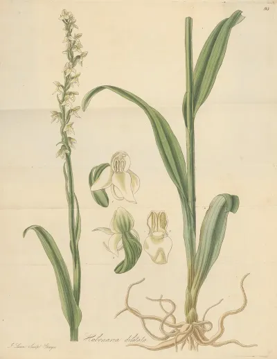 Habenaria Dilatata