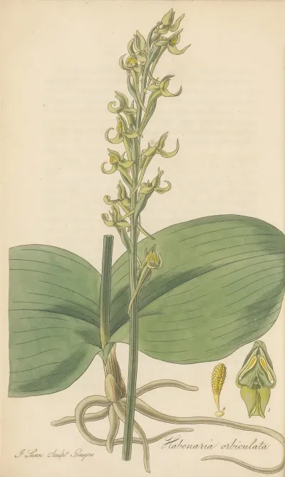 Habenaria Orbiculata