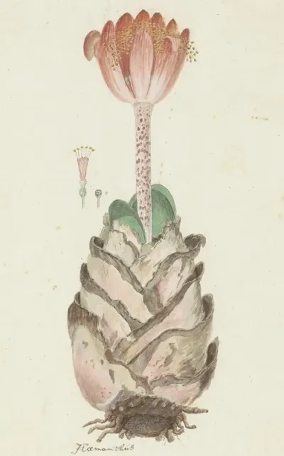Haemanthus Coccineus L Blood Flower Bloedblom
