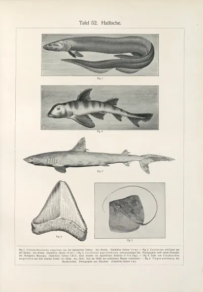 Haifische