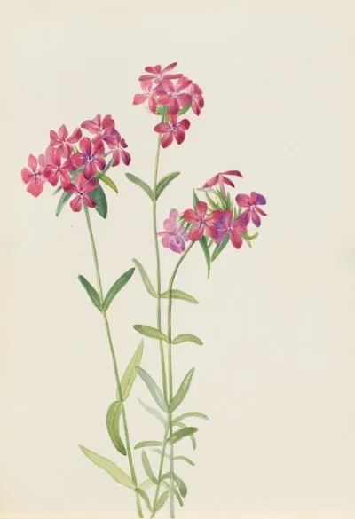 Hairy Phlox Phlox Amoena