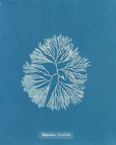 Halymenia Furcellata