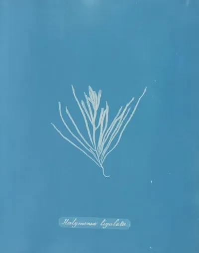 Halymenia Ligulata