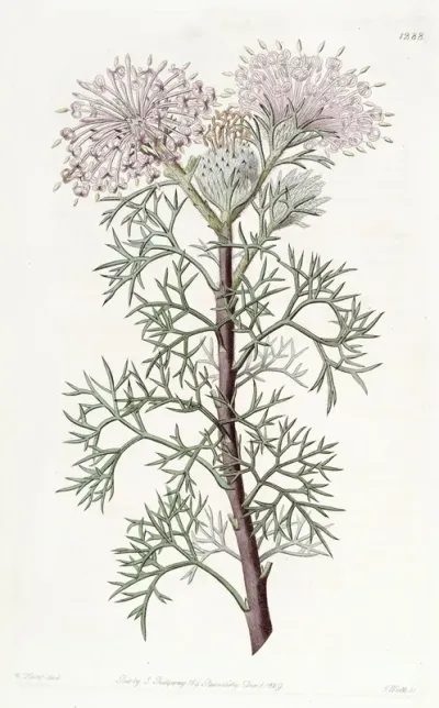 Handsome Isopogon