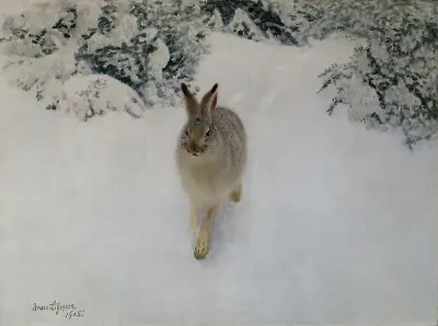 Hare In Winter