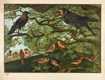 Harmful Birds