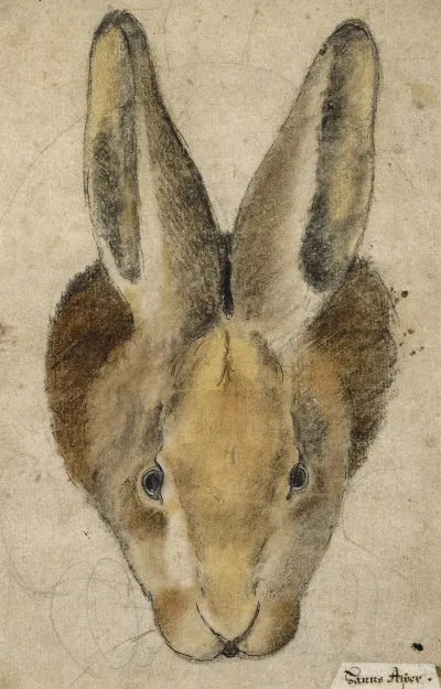 Hase Von Vorn