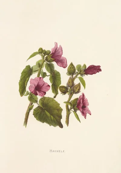 Hauhele