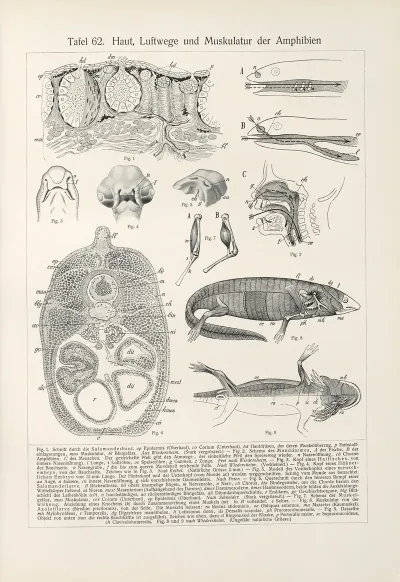 Haut Luftwege Und Muskulatur Der Amphibien