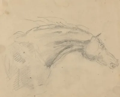 Head And Neck Of A Horse Facing Right