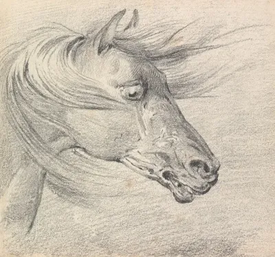 Head And Neck Of A Horse In Fear Or Exhaustion Mane Swept Forwards Profile Right