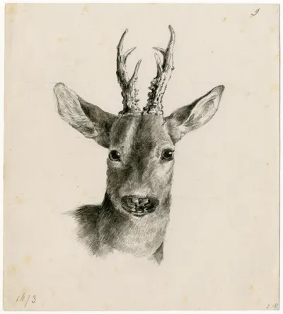 Head Of A Deer