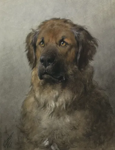 Head Of A Leonberger