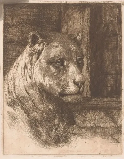 Head Of A Reclining Lioness 2