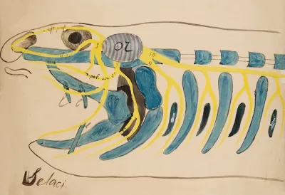 Head Of A Selachian Chondrichthyes Elasmobranchia