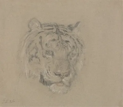 Head Of A Tiger