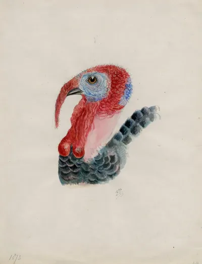 Head Of A Turkey