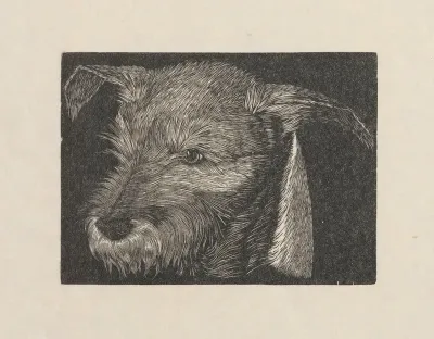 Head Of Beauty The Dog