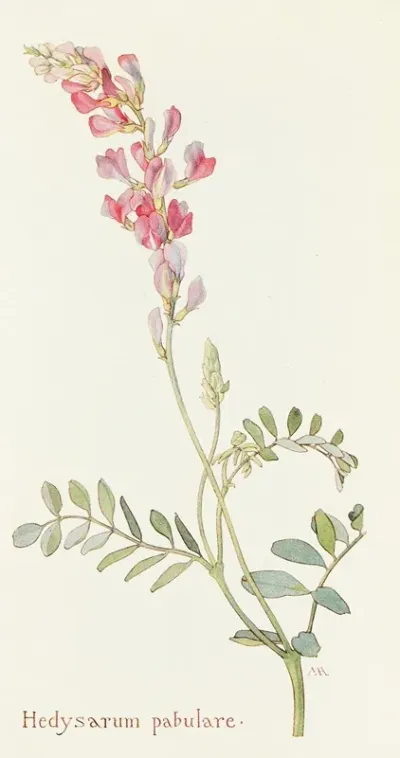 Hedysarum Pabulare