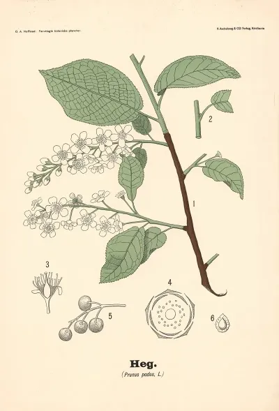 Heg Prunus Padus L