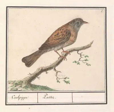 Heggenmus Prunella Modularis