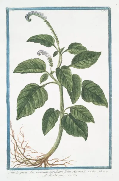 Heliotropium Americanum Caeruleum Foliis Horminii Herbe Aux Verrues Heliotrope Cherry Pie