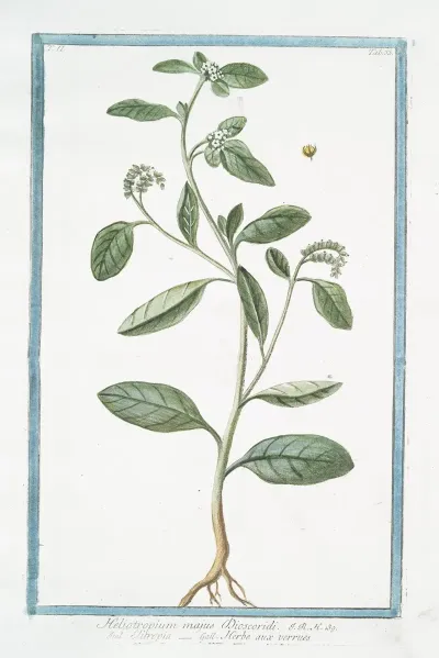 Heliotropium Majus Discoridi Elitropia Herbe Aux Verrues Heliotrope Cherry Pie