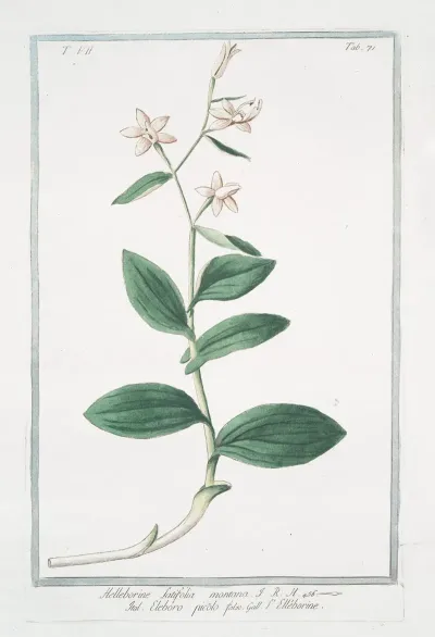 Helleborine Latifolia Montana Eleboro Picolo Falso L Elleborine