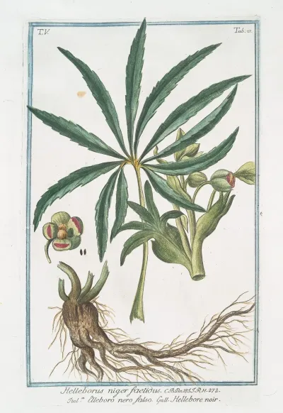 Helleborus Niger Foetidus Elleboro Nero Falso Hellebore Noir Stinking Hell Wore Setter Wort