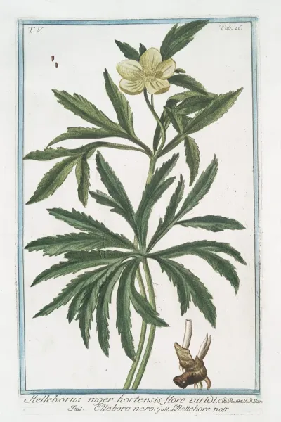 Helleborus Niger Hortensis Flore Viridi Elleboro Nero Lhellebore Noir Christmas Rose Green Hellbore