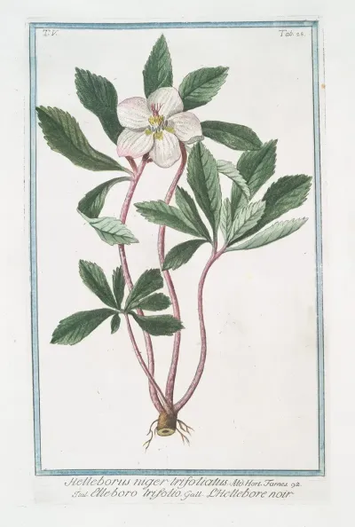 Helleborus Niger Trifoliatus Elleboro Trifolio Lhellebore Noir Stinking Hell Wore Three Leaved