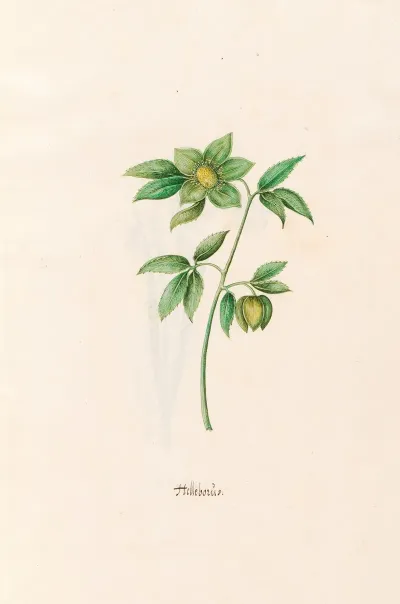 Helleborus