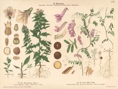 Henbane Downy Vetch Winter Vetch