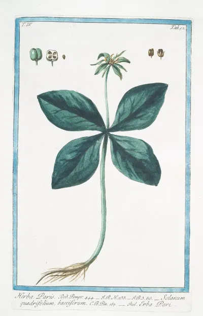Herba Paris Solanum Quadrifolium Bacciferum Erba Pari True Love One Berry