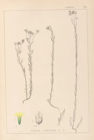 Herbier De La Flore Francaise Pl 0011