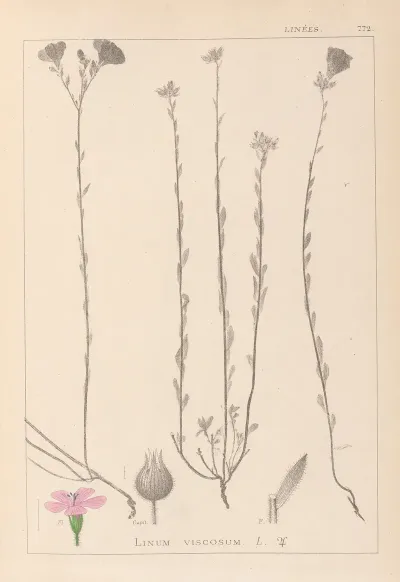Herbier De La Flore Francaise Pl 0014