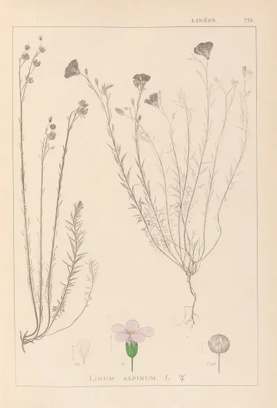 Herbier De La Flore Francaise Pl 0020