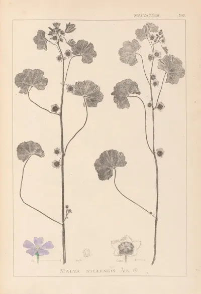 Herbier De La Flore Francaise Pl 0041