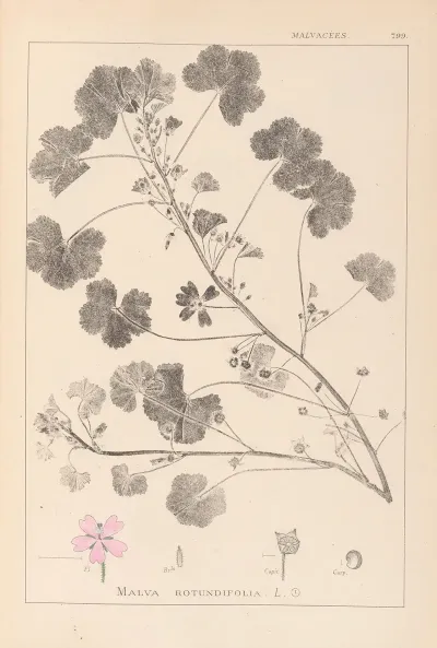 Herbier De La Flore Francaise Pl 0042