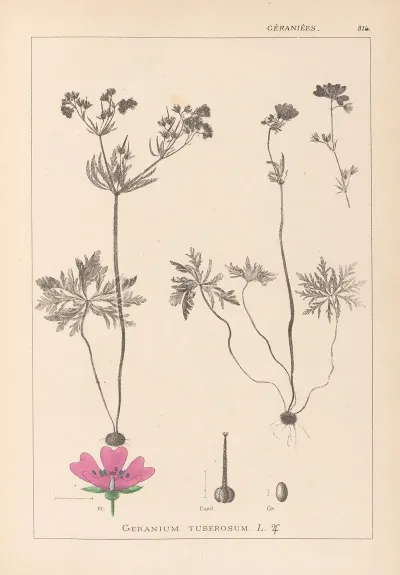 Herbier De La Flore Francaise Pl 0057