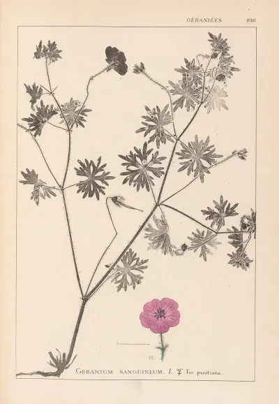Herbier De La Flore Francaise Pl 0068