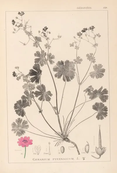 Herbier De La Flore Francaise Pl 0071