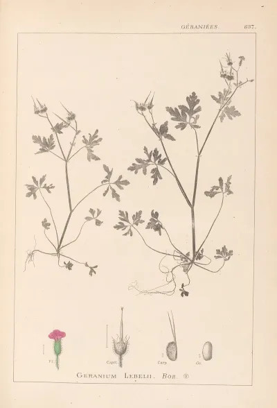 Herbier De La Flore Francaise Pl 0079
