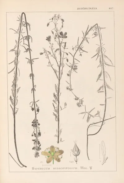 Herbier De La Flore Francaise Pl 0108