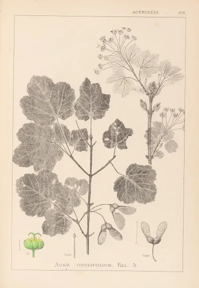 Herbier De La Flore Francaise Pl 0120