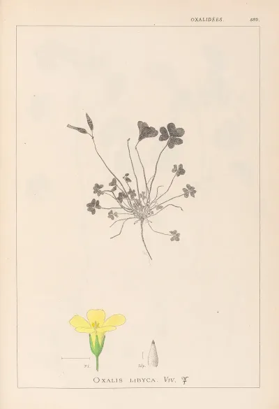Herbier De La Flore Francaise Pl 0130