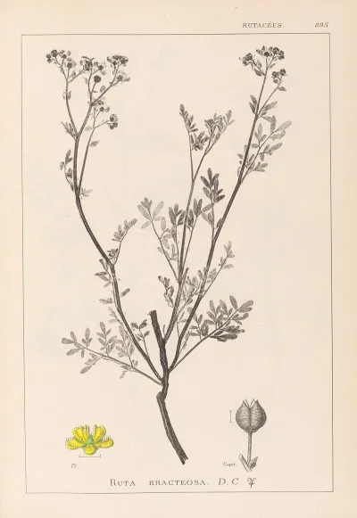 Herbier De La Flore Francaise Pl 0136