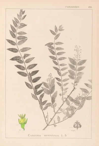 Herbier De La Flore Francaise Pl 0140