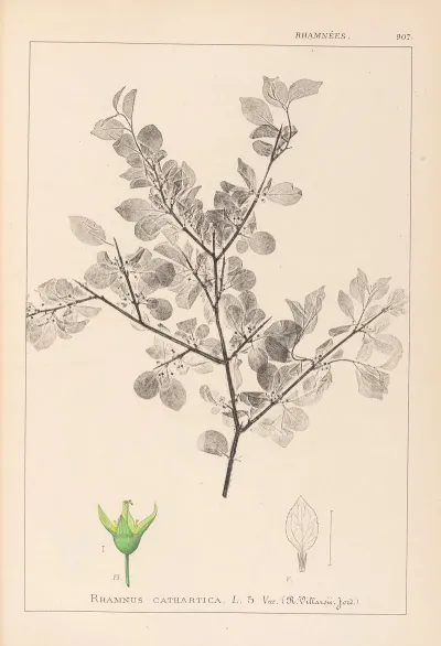Herbier De La Flore Francaise Pl 0148