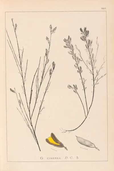 Herbier De La Flore Francaise Pl 0180